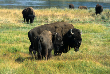 Bison d'Amérique, Parc national du Yellowstone, USA,