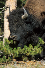 Bison d'Amérique, Parc national du Yellowstone, USA,