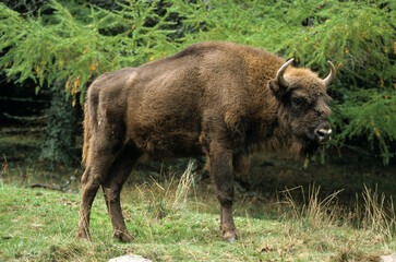 Obraz na płótnie Canvas Bison d'Europe, bison bonassus, Parc naturel régional de l’Aubrac, Réserve, Sainte Eulalie, 48, Lozere, France
