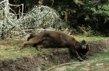 Bison d'Europe, bison bonassus, Parc naturel régional de l’Aubrac, Réserve, Sainte Eulalie, 48, Lozere, France
