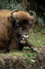 Fototapeta premium Bison d'Europe, bison bonassus, Parc naturel régional de l’Aubrac, Réserve, Sainte Eulalie, 48, Lozere, France