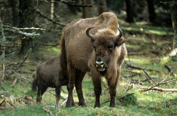 Fototapeta premium Bison d'Europe, bison bonassus, Parc naturel régional de l’Aubrac, Réserve, Sainte Eulalie, 48, Lozere, France