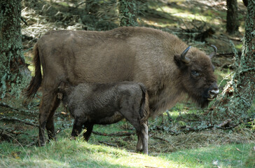 Fototapeta premium Bison d'Europe, bison bonassus, Parc naturel régional de l’Aubrac, Réserve, Sainte Eulalie, 48, Lozere, France