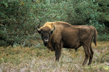 Bison d'Europe, bison bonassus, Parc naturel régional de l’Aubrac, Réserve, Sainte Eulalie, 48, Lozere, France