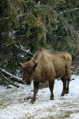 Bison d'Europe, bison bonassus, Parc naturel régional de l’Aubrac, Réserve, Sainte Eulalie, 48, Lozere, France