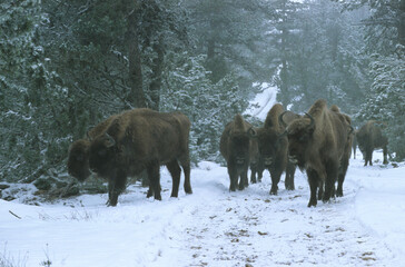 Bison d'Europe, bison bonassus, Parc naturel régional de l’Aubrac, Réserve, Sainte Eulalie, 48, Lozere, France