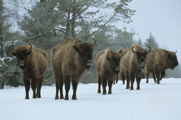 Bison d'Europe, bison bonassus, Parc naturel régional de l’Aubrac, Réserve, Sainte Eulalie, 48, Lozere, France