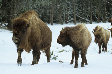 Bison d'Europe, bison bonassus, Parc naturel régional de l’Aubrac, Réserve, Sainte Eulalie, 48, Lozere, France