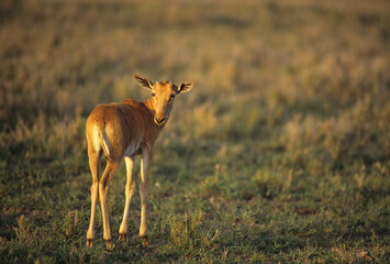 Bubale de Swayne, jeune , alcelaphus busefalus swaynei, Tanzanie