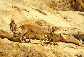 Bouquetin de Nubie, capra ibex nubiana, Désert du Néguev, Israel