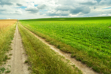 Fototapeta na wymiar A long dirt road next to a green field with plants, Staw, Poland