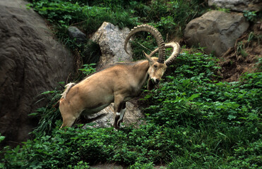 Bouquetin d'Europe, capra hircus ibex