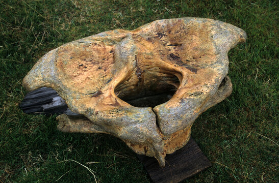 Orque, orcinus orca, vertebre