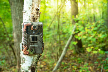 Camera trap on a birch tree trunk in the forest
