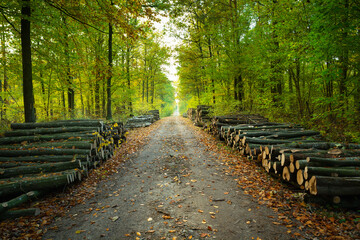 Cut logs lying by the dirt road in the forest