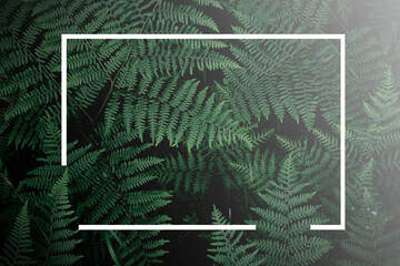 tropical tree background and white frame dark green fern wallpaper Dark green forest backdrop,...
