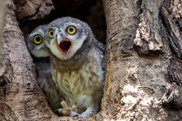 The eagle-owl spots in the hollow of the tree.