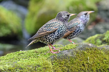 Common starling or European starling family animals birds