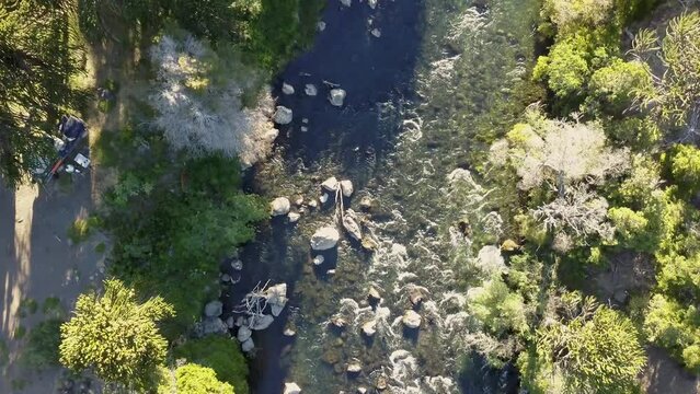 Aerial of Araucaria trees, also evergreen coniferous tree or monkey tail tree, with thick sharp needles, close to Lanin volcano in the border region between Argentina and Chile.