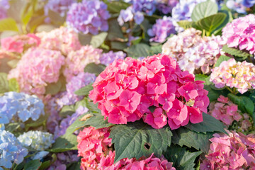 The Hydrangea flower in the garden background. Multicolor Hydrangea flowers at ornamental garden