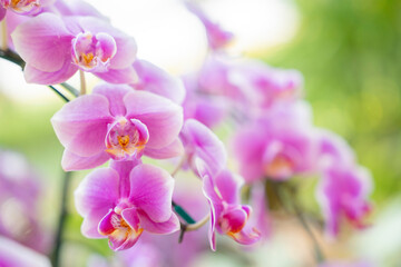 The beautiful pink blooming orchid flowers in macro.