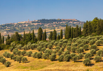 Fototapeta na wymiar Olive garden and Volterra in Tuscany, Italy