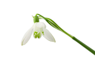 spring primrose, snowdrop flower with stem, isolated on a transparent background