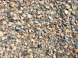 Muscheln und Muschelschalen am Strand