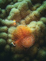 Pair of Christmas Tree Worms on coralhead in the Exuma Cays, Bahamas