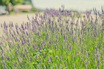 Obraz premium Lavender floral background