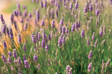 Obraz premium Lavender floral background
