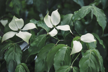 Green spring leafy background, minimalistic natural

