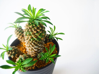 多肉植物・蘇鉄麒麟03