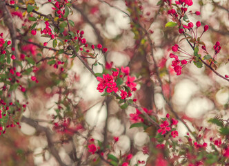Cherry blossom spring floral background