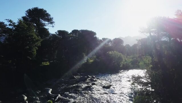 Aerial of Araucaria trees, also evergreen coniferous tree or monkey tail tree, with thick sharp needles, close to Lanin volcano in the border region between Argentina and Chile.