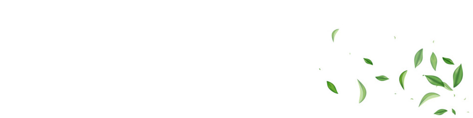 Olive Leaves Spring Vector White Panoramic