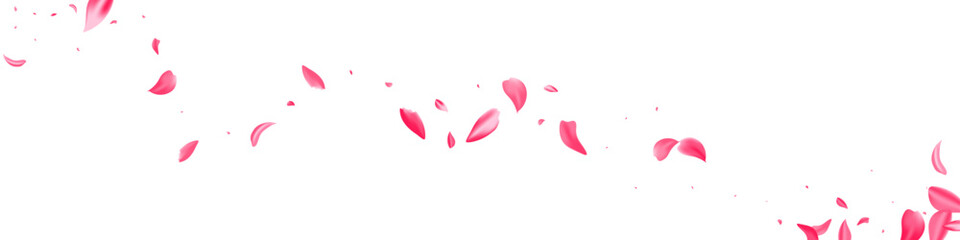 Pink Blossom Japanese Vector White Panoramic