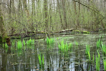 Obraz premium spring in the forest