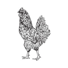 Rooster vector sketch, drawing. Isolated on white background. black