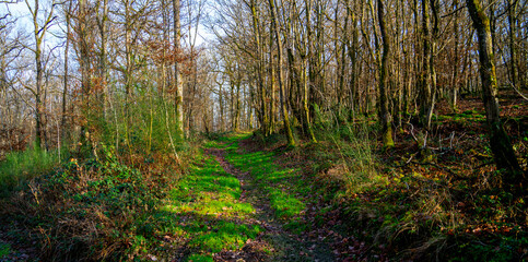 Trail in the forest in the Ardennes, Belgium
