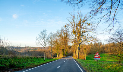 Trees with mistletoes along a road in the Ardennes, Belgium
