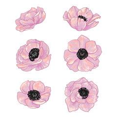 Anemone Pattern Flowers vector line drawing. Drawn by a black line on a white background.