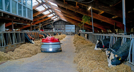 Stable with feed robot in the Netherlands
