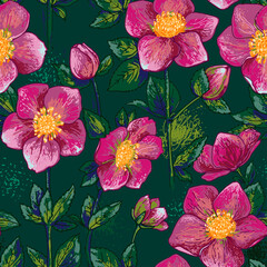 Hellebore Flowers vector line drawing. Drawn by a color line 