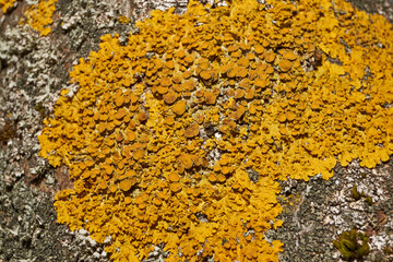 Wall Xanthoria (lat. Xanthoria parietina) is a lichen of the Telochistaceae family, a species of the Xanthoria genus on the bark of a tree.