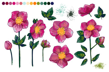 Hellebore Flowers vector line drawing. Drawn by a color line on a white background. 