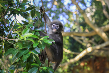 Fototapeta premium Cute Dusky Langur Monkey inside the Green Trees in the Rain Forest, Thailand