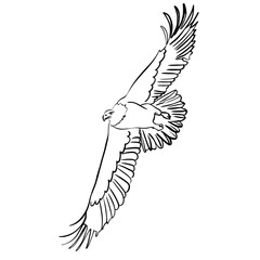 Vector sketch hand drawn eagle in flight, line art