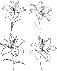 lily flower one line drawing