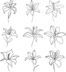 lily flower one line drawing